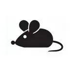 Без названия (7).webp